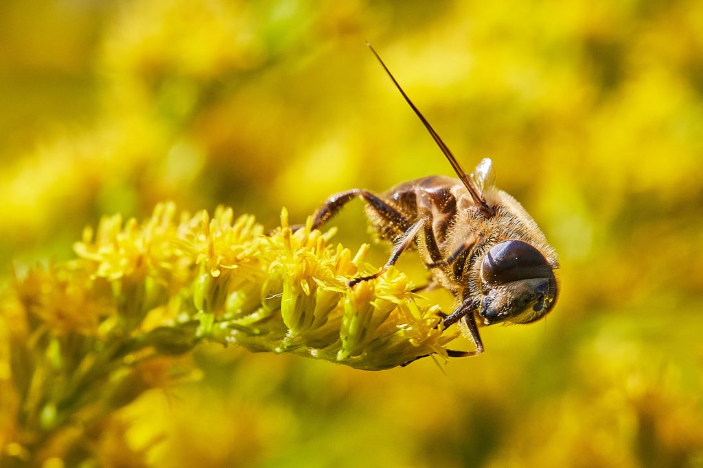 Insekten Biene gelb