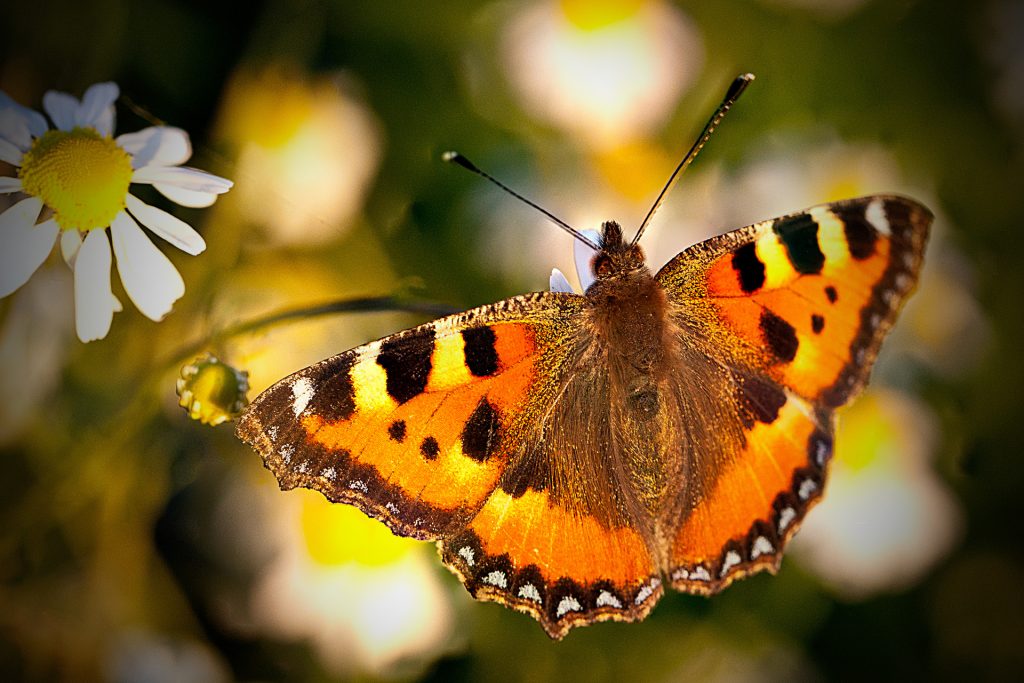 Makro Schmetterling